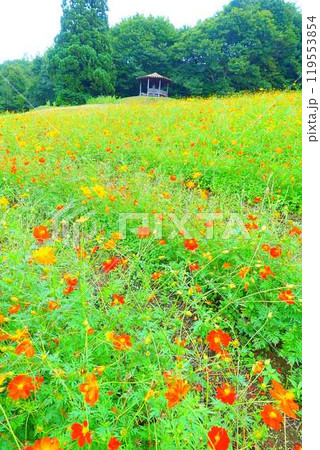 満開のコスモス　秋桜　コスモスベルグ　面白山高原 119553854