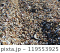 海岸に打ち上げられた貝殻 119553925