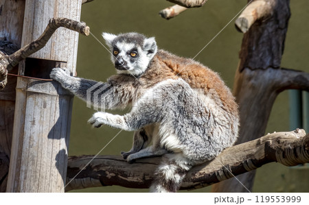 虹彩は黄色で野性味あふれる顔立ちワオキツネザル 119553999
