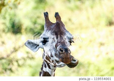 哺乳綱偶蹄目キリンの変顔【真正面顔】 119554001