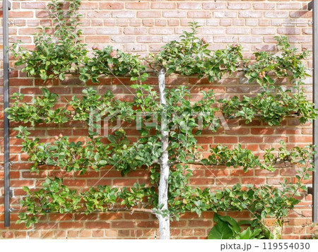 イングリッシュガーデンでゆっくりお散歩 イングリッシュガーデンでゆっくりお散歩 119554030