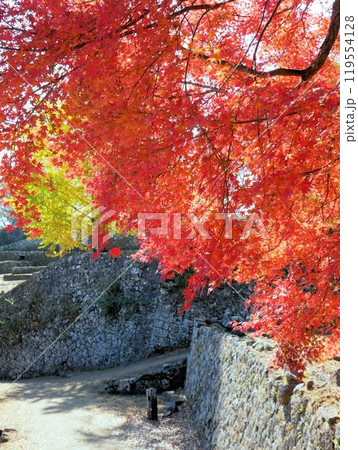 岡城跡 赤い紅葉と石垣 (大分県竹田市) 岡城跡 赤い紅葉と石垣 (大分県竹田市) 119554128