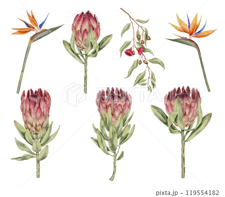 Pink protea tropical flower, eucalyptus branch and strelitzia watercolor illustration set on white background. Template for textile, fabric, wallpaper, card, packaging, party. 119554182
