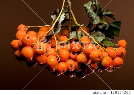 Orange Rowan berries on a solid-colored background 119554266