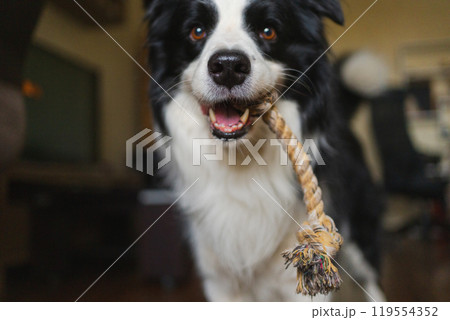 Pet activity. Funny puppy dog border collie with toy rope ready to playing at home indoors. Purebred pet dog wants to playing with owner. Funny emotional dog having playful mood. Friendship companion Pet activity. Funny puppy dog border collie with toy rope ready to playing at home indoors. Purebred pet dog wants to playing with owner. Funny emotional dog having playful mood. Friendship companion 119554352