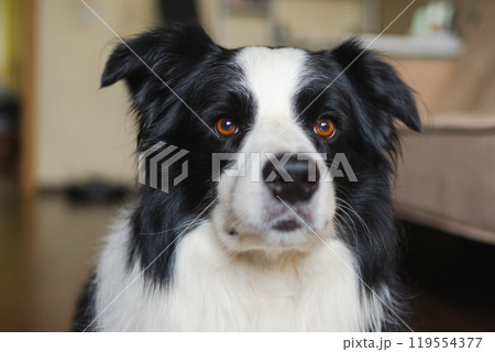 Funny portrait cute puppy dog border collie indoor. Pet dog resting at home. Puppy dog indoors in domestic room. Funny emotional dog having playful mood. Love for pets friendship companion pet care Funny portrait cute puppy dog border collie indoor. Pet dog resting at home. Puppy dog indoors in domestic room. Funny emotional dog having playful mood. Love for pets friendship companion pet care 119554377