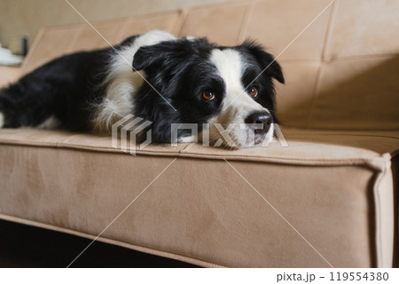 Cute puppy dog border collie lying down playing with funny face on couch at home indoors. Pet dog resting ready to sleep on cozy sofa. Funny emotional dog Love for pets friendship companion pet care Cute puppy dog border collie lying down playing with funny face on couch at home indoors. Pet dog resting ready to sleep on cozy sofa. Funny emotional dog Love for pets friendship companion pet care 119554380