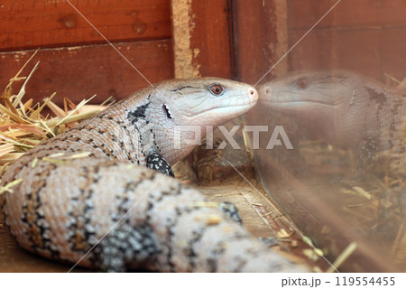 アオジタトカゲ 119554455