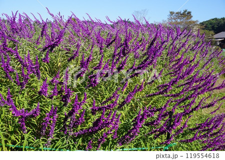 アメジストセージ（メキシカンセージ） 119554618