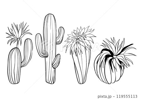 Collection of vector cacti isolated on white background. Set of hand drawn icons of blooming cacti. Illustration of various elements of nature Collection of vector cacti isolated on white background. Set of hand drawn icons of blooming cacti. Illustration of various elements of nature 119555113