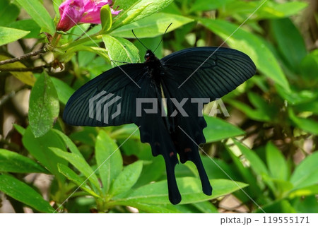緑色の葉にとまった黒い翅全開のオスのジャコウアゲハ 119555171