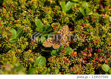 アサヒヒョウモン 119557560