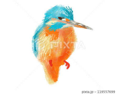 かわいいリアルなカワセミの手描きイラスト かわいいリアルなカワセミの手描きイラスト 119557699