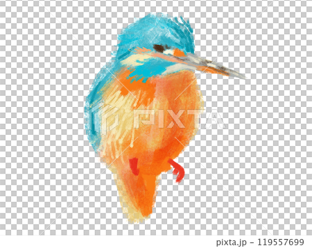 かわいいリアルなカワセミの手描きイラスト かわいいリアルなカワセミの手描きイラスト 119557699
