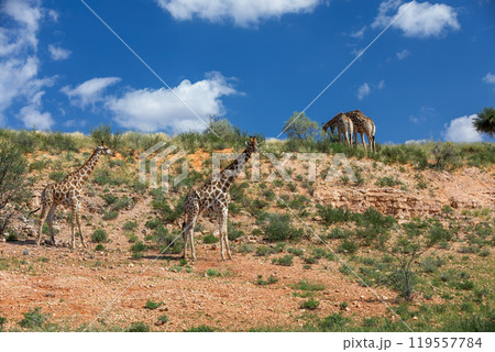 Cute Angolan giraffe (Giraffa camelopardalis angolensis), Kalahari, South Africa wildlife 119557784
