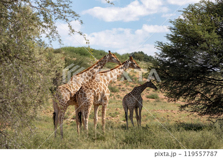 Cute Angolan giraffe (Giraffa camelopardalis angolensis), Kalahari, South Africa wildlife Cute Angolan giraffe (Giraffa camelopardalis angolensis), Kalahari, South Africa wildlife 119557787
