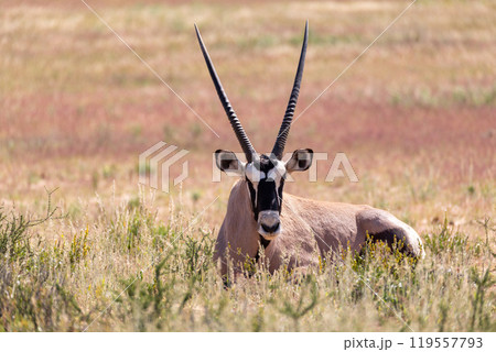 Gemsbok, (Oryx gazella) in Kalahari, South Africa Gemsbok, (Oryx gazella) in Kalahari, South Africa 119557793