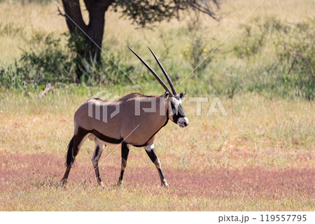 Gemsbok, (Oryx gazella) in Kalahari, South Africa Gemsbok, (Oryx gazella) in Kalahari, South Africa 119557795