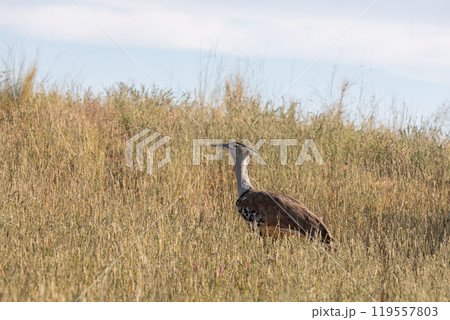 Kori Bustard Kalahari South Africa Kori Bustard Kalahari South Africa 119557803