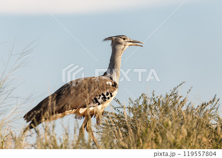 Kori Bustard Kalahari South Africa Kori Bustard Kalahari South Africa 119557804