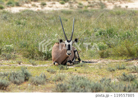 Gemsbok, (Oryx gazella) in Kalahari, South Africa Gemsbok, (Oryx gazella) in Kalahari, South Africa 119557805