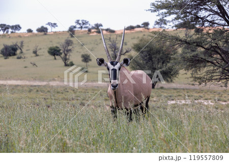 Gemsbok, (Oryx gazella) in Kalahari, South Africa 119557809