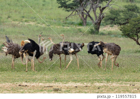 Ostrich (Struthio camelus), in Kalahari,South Africa wildlife safari 119557815