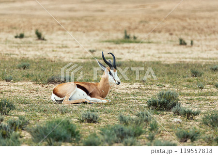 Springbok in kalahari, South Africa wildlife 119557818