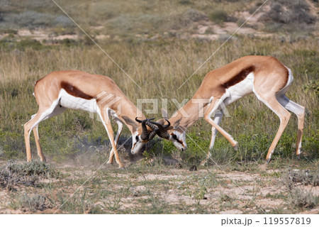 Springbok in kalahari, South Africa wildlife 119557819