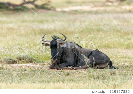 Blue Wildebeest in Kalahari, South Africa 119557826