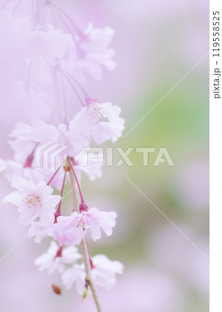 ふんわりしっとりしたしだれ桜の花のアップ ふんわりしっとりしたしだれ桜の花のアップ 119558525