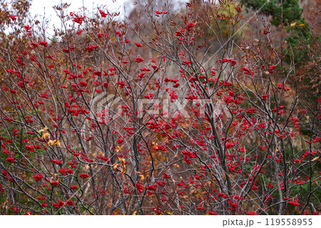 ナナカマドが美しい岩手県八幡平の紅葉 ナナカマドが美しい岩手県八幡平の紅葉 119558955