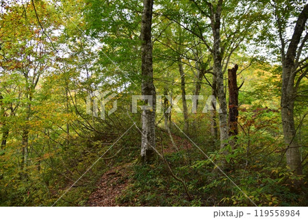 朝日連峰の紅葉 119558984