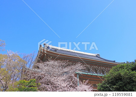 愛知県名古屋市、東別院本堂と桜の風景 119559081