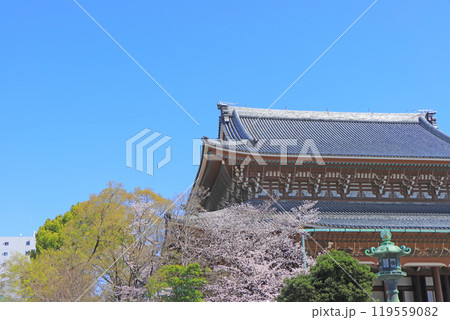 愛知県名古屋市、東別院本堂と桜の風景 119559082