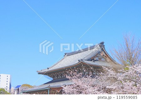 愛知県名古屋市、東別院本堂と桜の風景 119559085