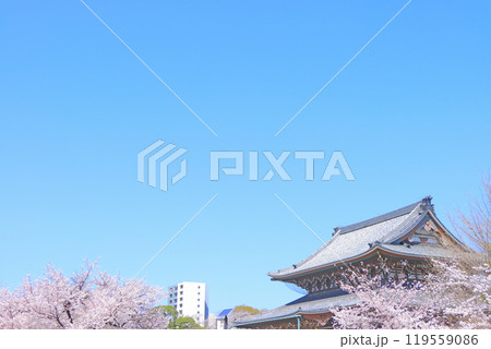 愛知県名古屋市、東別院本堂と桜の風景 119559086