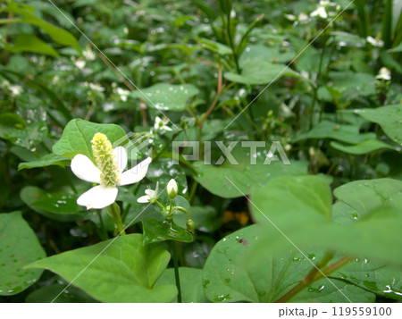白い花を咲かせたドクダミ 白い花を咲かせたドクダミ 119559100