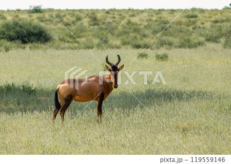 Red Hartebeest, , Alcelaphus buselaphus caama in Kalahari South Africa 119559146