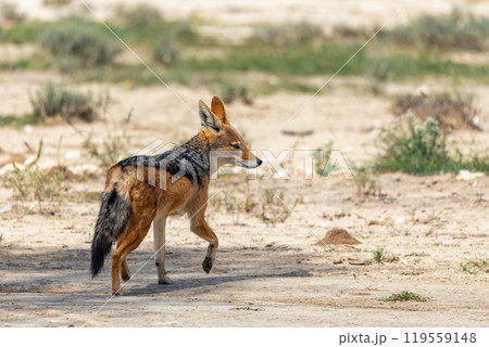 Black-backed jackal, Canis mesomelas South Africa, safari wildlife Black-backed jackal, Canis mesomelas South Africa, safari wildlife 119559148
