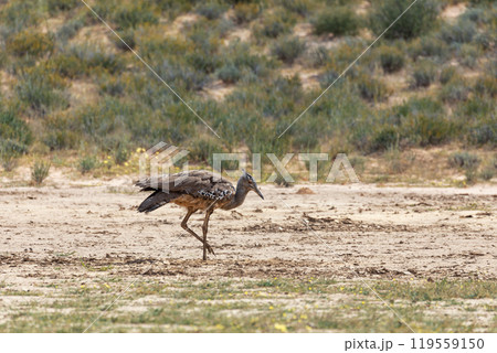 Kori Bustard Kalahari South Africa Kori Bustard Kalahari South Africa 119559150