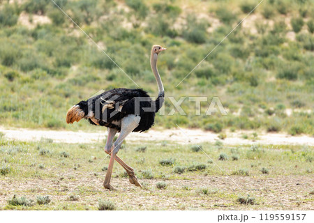 Ostrich (Struthio camelus), in Kalahari,South Africa wildlife safari 119559157