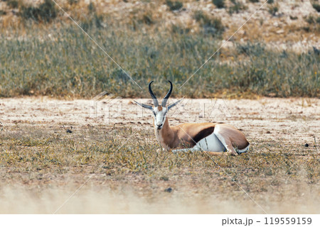 Springbok in kalahari, South Africa wildlife 119559159