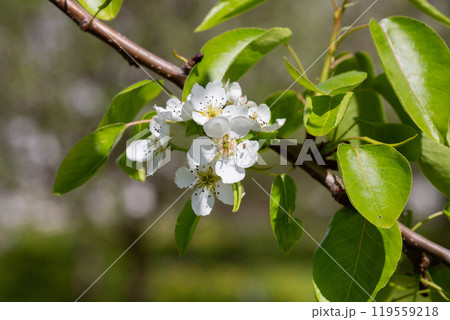 A blooming apple tree. Pink and white apple blossoms on a branch in spring. Floral spring and summer background. 119559218