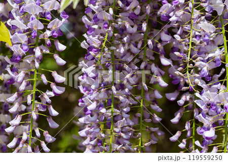 Close up macro on glycine flowers in full bloom during springtime. Close up macro on glycine flowers in full bloom during springtime. 119559250