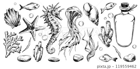 Seahorse and jellyfish with shells, starfish, seaweed, corals, sea sponges, fish and pebbles, glass bottle. Hand drawn graphic illustration in black and white color line art Set of individual elements Seahorse and jellyfish with shells, starfish, seaweed, corals, sea sponges, fish and pebbles, glass bottle. Hand drawn graphic illustration in black and white color line art Set of individual elements 119559462