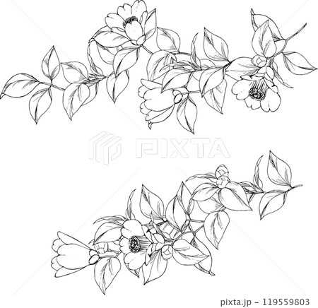 ペンで描いた椿の線画イラスト ペンで描いた椿の線画イラスト 119559803