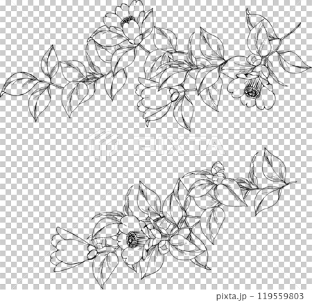 ペンで描いた椿の線画イラスト ペンで描いた椿の線画イラスト 119559803