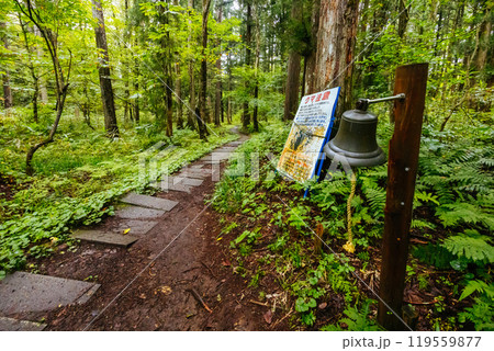 Walking Trail Near Togakushi Shrine in Japan Walking Trail Near Togakushi Shrine in Japan 119559877