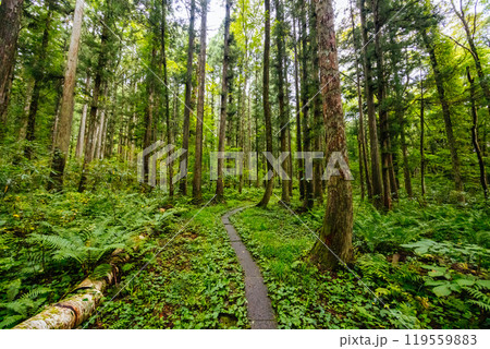 Walking Trail Near Togakushi Shrine in Japan Walking Trail Near Togakushi Shrine in Japan 119559883